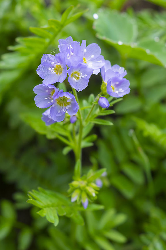 low Jacob's ladder  Geotagged,Polemonium californicum,Summer,United States