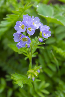 low Jacob's ladder  Geotagged,Polemonium californicum,Summer,United States