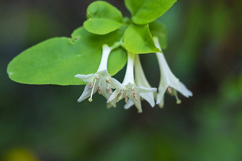 Utah honeysuckle  Geotagged,Lonicera utahensis,Summer,United States