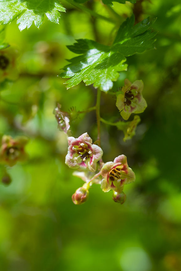 swamp gooseberry  Geotagged,Ribes lacustre,Summer,United States
