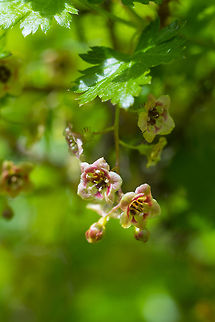 swamp gooseberry  Geotagged,Ribes lacustre,Summer,United States