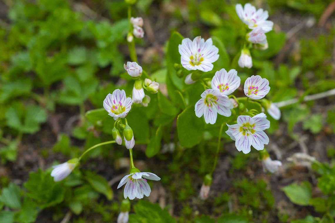 western springbeauty  Claytonia lanceolata,Geotagged,Summer,United States