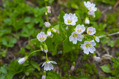 western springbeauty  Claytonia lanceolata,Geotagged,Summer,United States