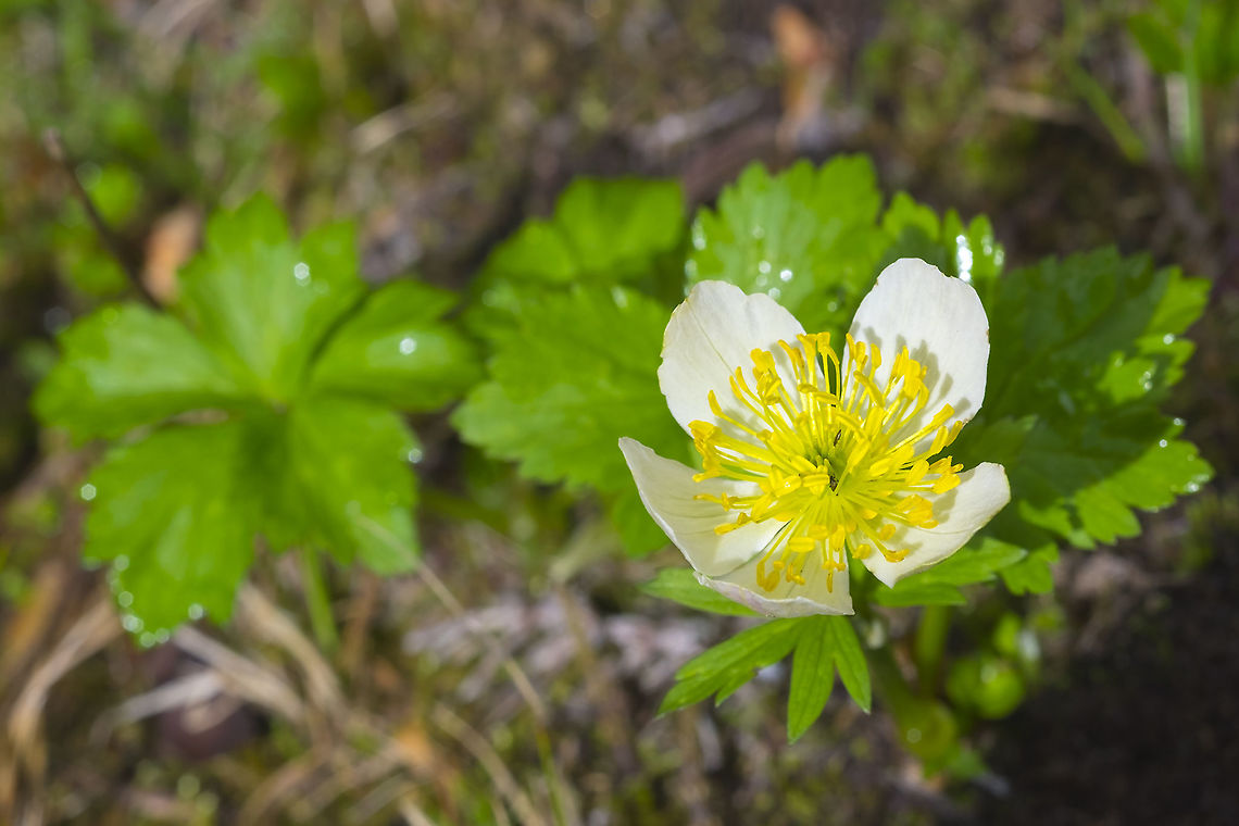 small-flowered anemone  Anemone parviflora,Geotagged,Summer,United States