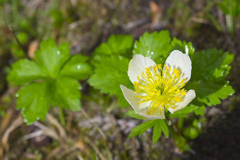 small-flowered anemone  Anemone parviflora,Geotagged,Summer,United States