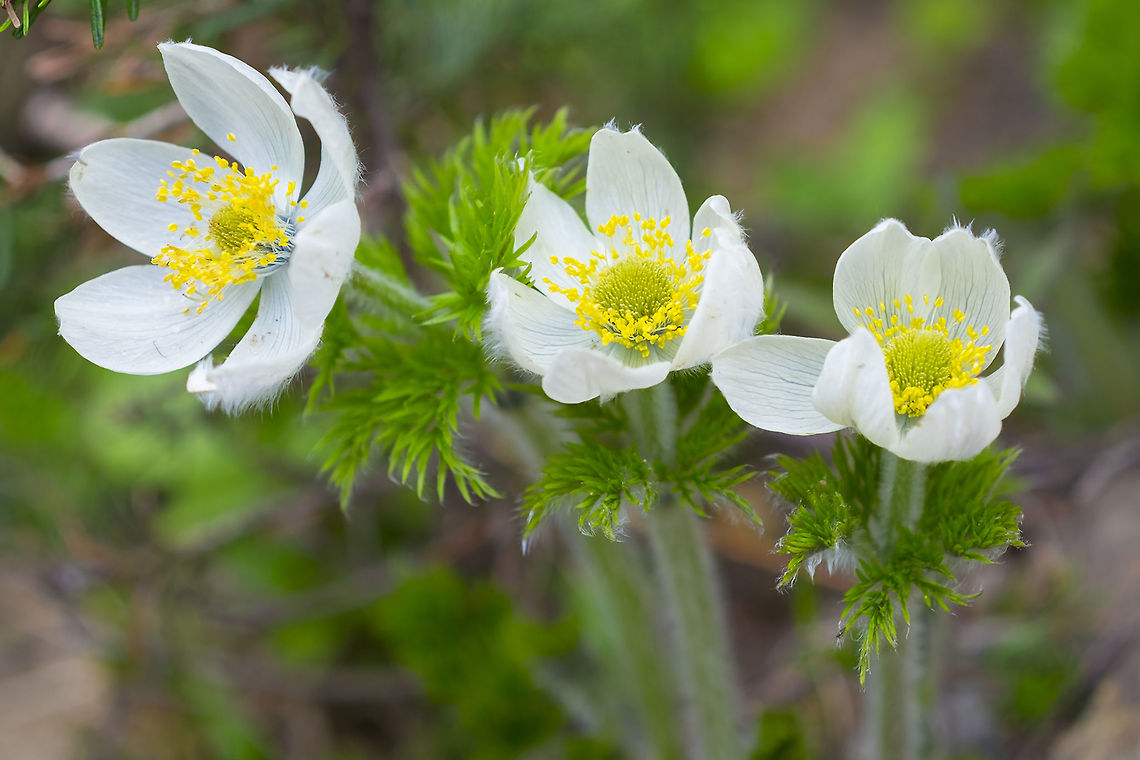 Western pasqueflower  Anemone occidentalis,Geotagged,Summer,United States