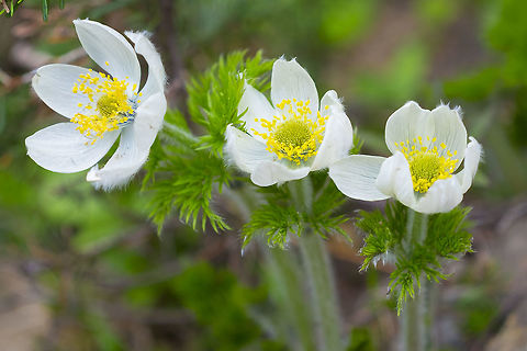 Western pasqueflower  Anemone occidentalis,Geotagged,Summer,United States