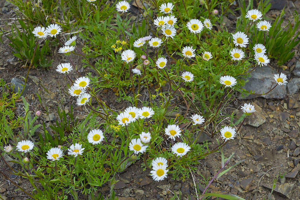 cutleaf daisy  Dwarf mountain fleabane,Erigeron compositus,Geotagged,Summer,United States
