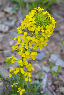 western wallflower  Erysimum capitatum,Geotagged,Sanddune wallflower,Summer,United States