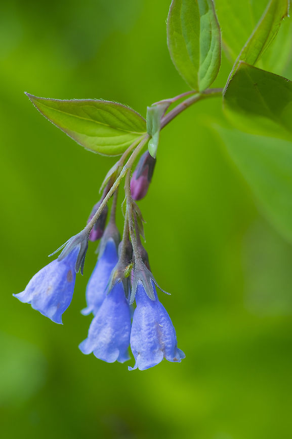 tall bluebells  Geotagged,Mertensia paniculata,Summer,Tall bluebells,United States