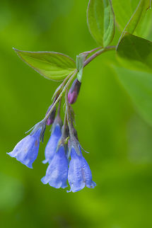 tall bluebells  Geotagged,Mertensia paniculata,Summer,Tall bluebells,United States