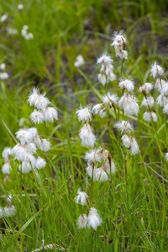 common cottongrass  Common cottonsedge,Eriophorum angustifolium,Geotagged,Summer,United States