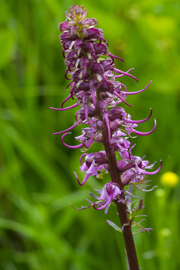 Elephant heads  Elephant's head lousewort,Geotagged,Pedicularis groenlandica,Summer,United States