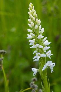 Platanthera dilatata  Geotagged,Platanthera dilatata,Summer,United States