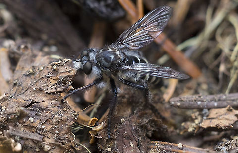 really cool, hairy fly  Geotagged,Summer,United States