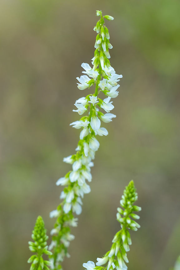 White sweet clover  Geotagged,Melilotus albus,Summer,United States,White-flowered sweet clover