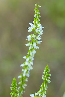 White sweet clover  Geotagged,Melilotus albus,Summer,United States,White-flowered sweet clover
