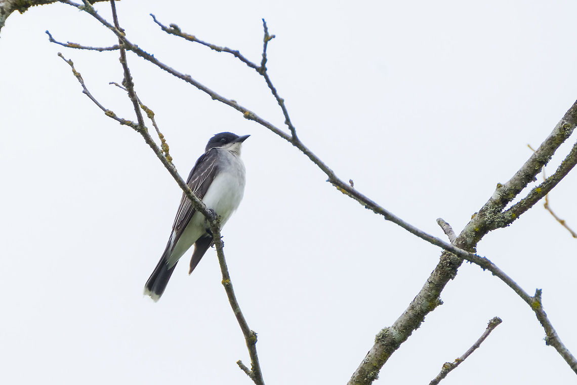 eastern kingbird not super common in this area Eastern kingbird,Geotagged,Summer,Tyrannus tyrannus,United States