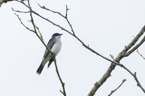 eastern kingbird not super common in this area Eastern kingbird,Geotagged,Summer,Tyrannus tyrannus,United States
