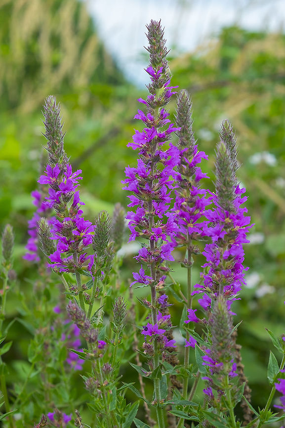 Purple loosestrife noxious weed! Geotagged,Lythrum salicaria,Spiked loosestrife,Summer,United States