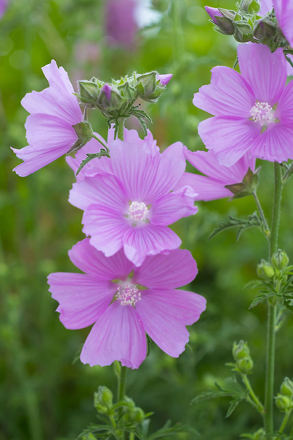 musk mallow  Geotagged,Malva Moschata,Malva moschata,Summer,United States