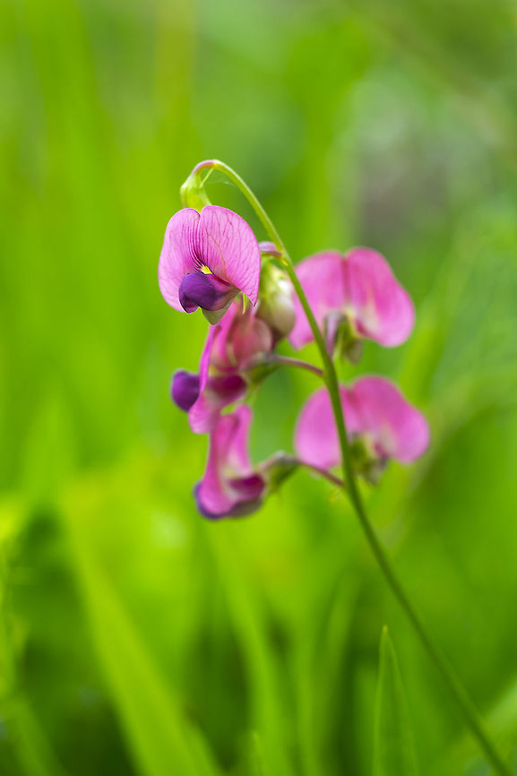 narrow-leaf pea  Geotagged,Lathyrus sylvestris,Summer,United States