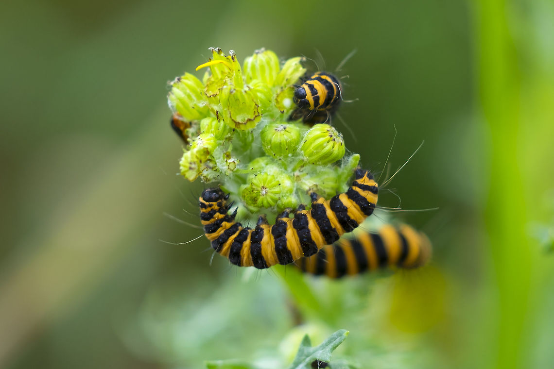 cinnabar moth caterpillars  Cinnabar moth,Geotagged,Summer,Tyria jacobaeae,United States