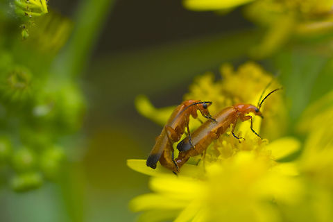 common red soldier beetles introduced Common red soldier beetle,Geotagged,Rhagonycha fulva,Summer,United States