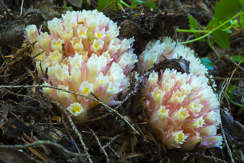 Mature Gnome Plant  Geotagged,Gnome plant,Hemitomes congestum,Summer,United States