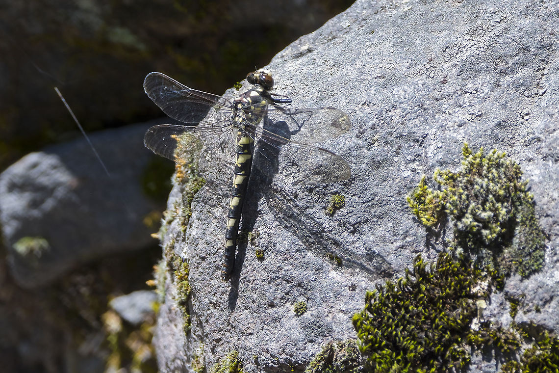 western river cruiser  Geotagged,Macromia magnifica,Summer,United States,Western river cruiser