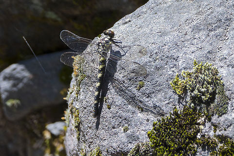 western river cruiser  Geotagged,Macromia magnifica,Summer,United States,Western river cruiser