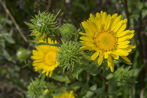 hairy gumplant  Geotagged,Grindelia hirsutula,Hairy gumplant,Summer,United States