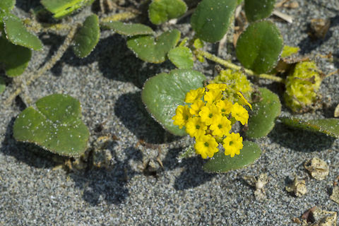yellow sand verbena  Abronia latifolia,Geotagged,Summer,United States,Yellow Sand-verbena