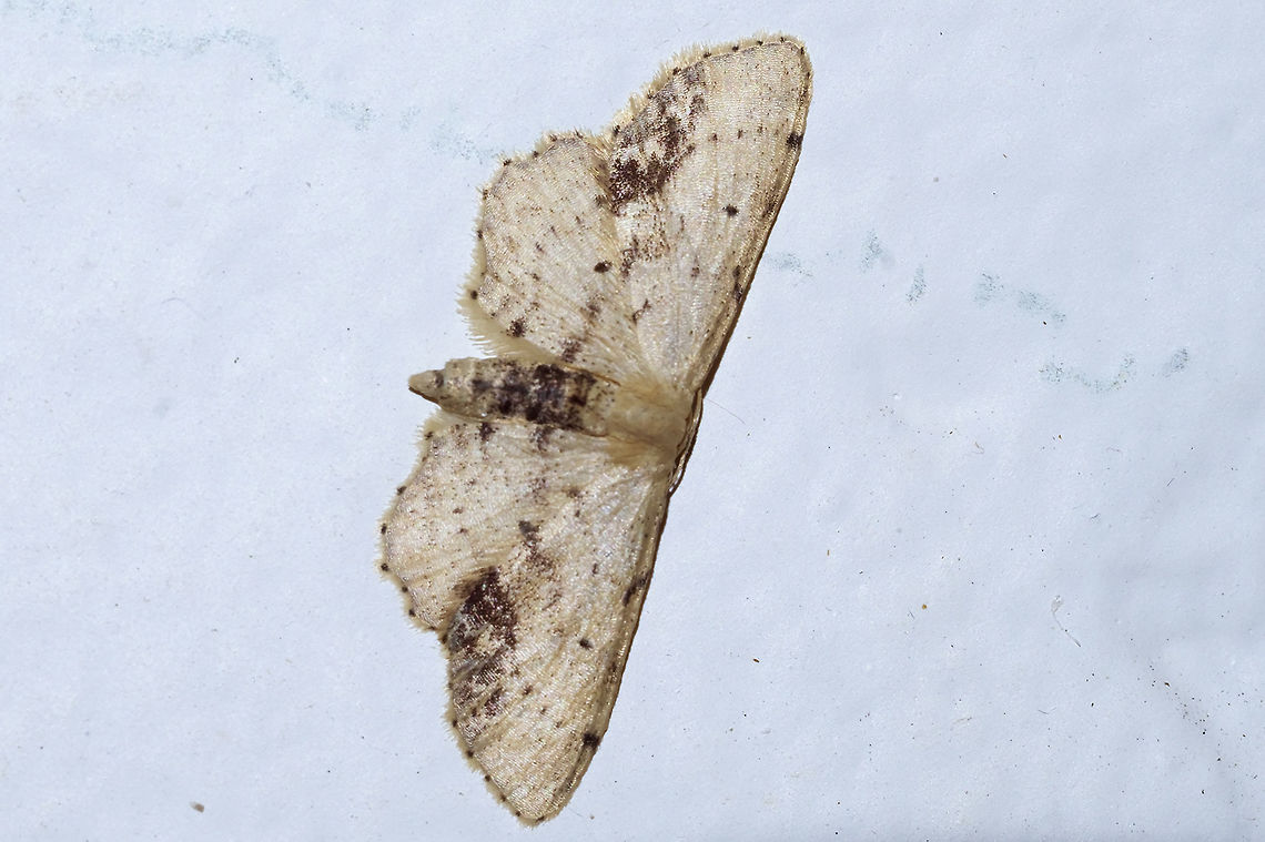 single dotted wave  Geotagged,Idaea dimidiata,Single-dotted wave,Summer,United States