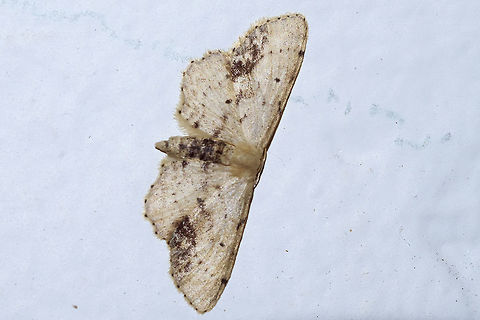 single dotted wave  Geotagged,Idaea dimidiata,Single-dotted wave,Summer,United States