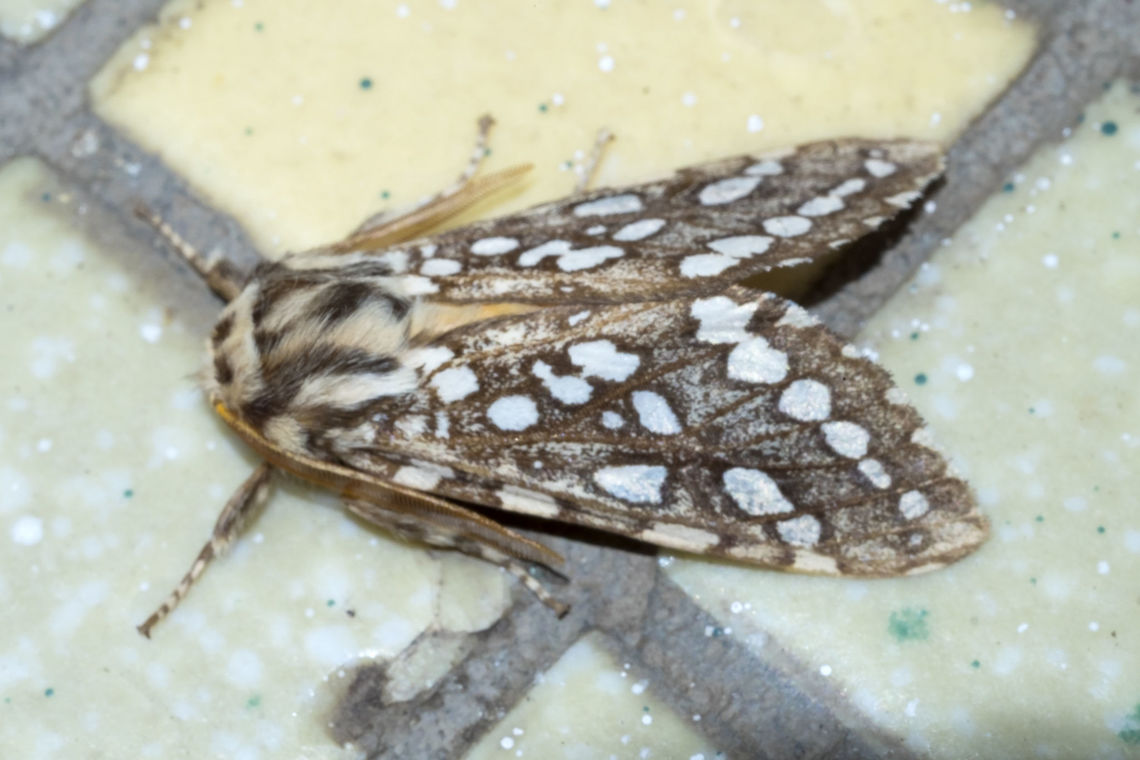 silver spotted tiger moth  Geotagged,Lophocampa argentata,Silver-spotted tiger moth,Summer,United States