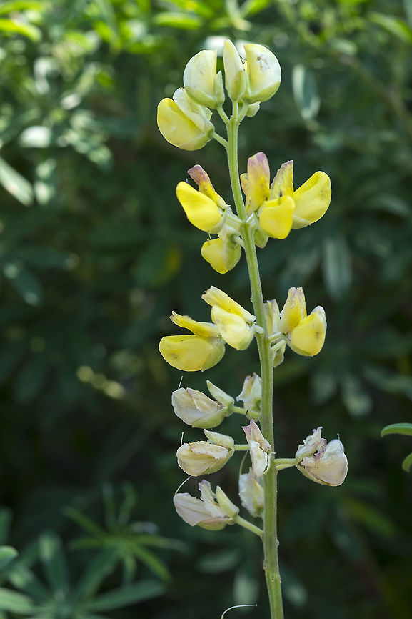 Yellow bush lupine introduced Geotagged,Lupinus arboreus,Summer,United States