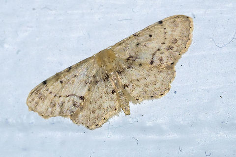 single dotted wave  Geotagged,Idaea dimidiata,Single-dotted wave,Summer,United States