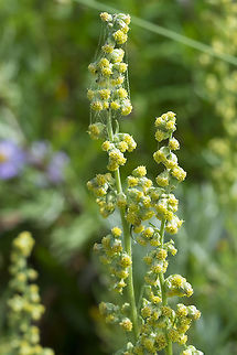 Western mugwort  Artemisia ludoviciana,Geotagged,Silver wormwood,Summer,United States