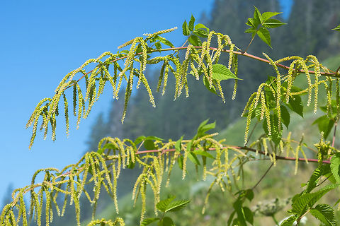 goatsbeard  Aruncus dioicus,Geotagged,Summer,United States