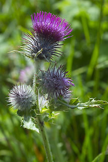 edible thistle  Cirsium edule,Geotagged,Summer,United States