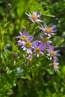 Englemann's aster  Eucephalus engelmannii,Geotagged,Summer,United States
