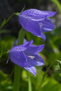 dewy harebells  Campanula rotundifolia,Geotagged,Harebell,Summer,United States