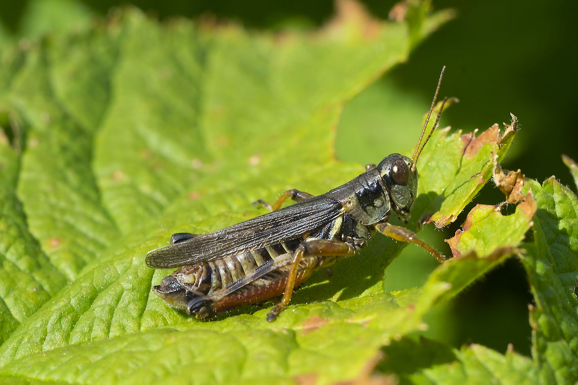 Melanoplus sp. grasshopper  Geotagged,Summer,United States
