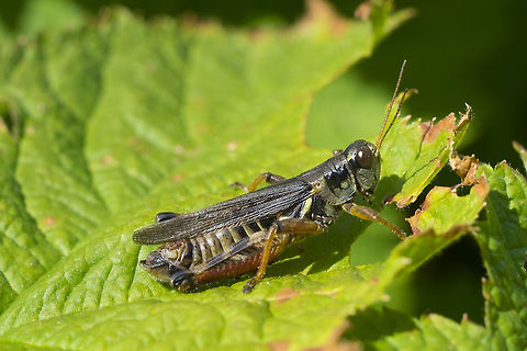 Melanoplus sp. grasshopper  Geotagged,Summer,United States
