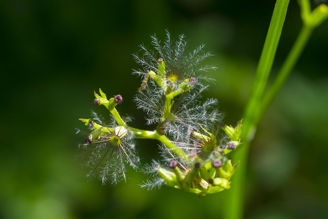 Sitka valerian these amazing little structures open after the blossoms fall off. I think they may act like the fluff on a dandelion and help spread the seeds. They look almost like sea creatures to me - like tiny anemone..  Sitka valerian,Valeriana sitchensis
