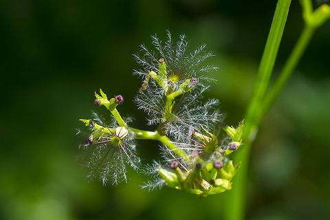 Sitka valerian these amazing little structures open after the blossoms fall off. I think they may act like the fluff on a dandelion and help spread the seeds. They look almost like sea creatures to me - like tiny anemone..  Sitka valerian,Valeriana sitchensis