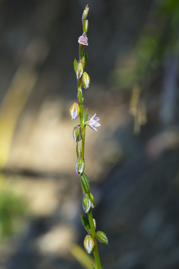 Douglas' knotweed  Douglas's knotweed,Geotagged,Polygonum douglasii,Summer,United States