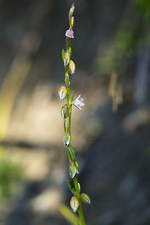 Douglas' knotweed  Douglas's knotweed,Geotagged,Polygonum douglasii,Summer,United States