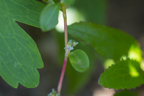 broadleaf knotweed  Geotagged,Polygonum minimum,Summer,United States